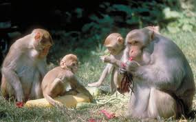 Macaca mulatta rhesus macaque