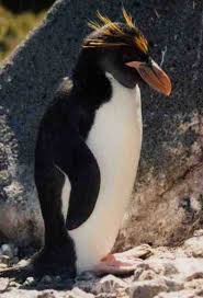Eudyptes chrysolophus