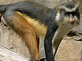 Genus: Cercopithecus - Wolf