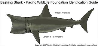 Cetorhinus maximus
