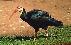 name: Geronticus calvus