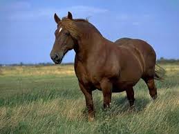 Suffolk Punch
