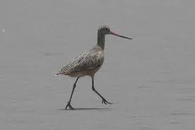 Scientific: Limosa fedoa