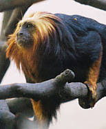 «Callithrix aurita» en los
