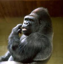 gorilla-0001