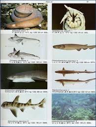Heptranchias perlo