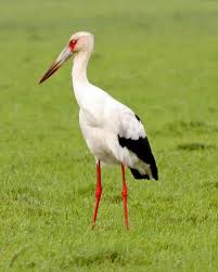 Maguari Stork (Ciconia maguari
