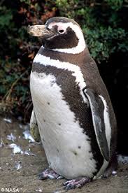 Spheniscus magellanicus