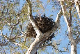 File:Aquila audax nest 02