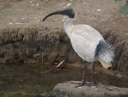 -ibis-threskiornis-molucca
