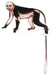 Rhinopithecus avunculus