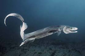 Chlamydoselachus teeth,