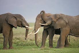 Kenya Safaris, Tanzania