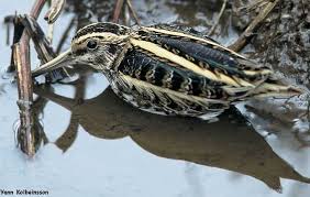 Snipe Lymnocryptes minimus