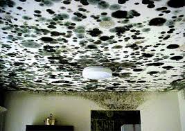 and toxic mold