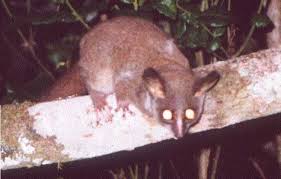 Exotic Animals Found in