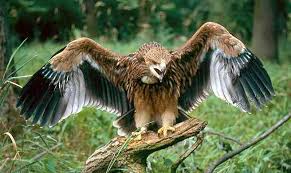 Eagle (Aquila heliaca) are