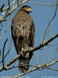 Spilornis cheela
