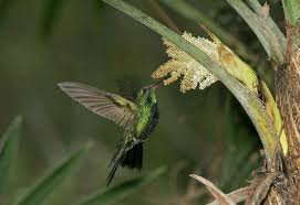 swainsonii, male.