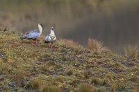 Andean Ibis - Theristicus