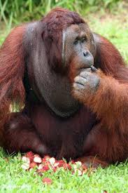 (Pongo pygmaeus) lost in