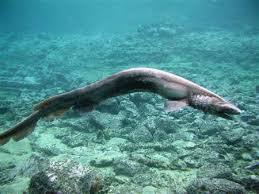 (Chlamydoselachus anguineus)