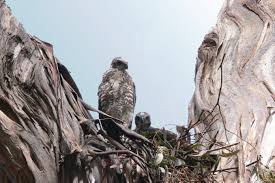 Accipiter fasciatus chicks