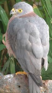 Accipiter rufitorques
