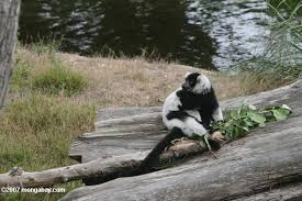 Lemur (Varecia variegata
