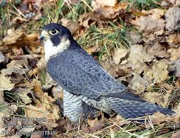 Muuttohaukka Falco