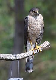 Accipiter