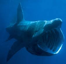 of Cetorhinus maximus