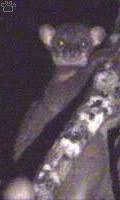 lemur (L. microdon),