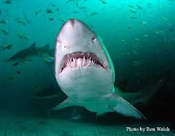 Shark (Carcharias taurus)