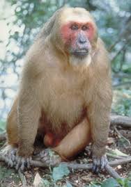 Family: Cercopithecidae