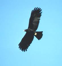 Ictinaetus malayensis