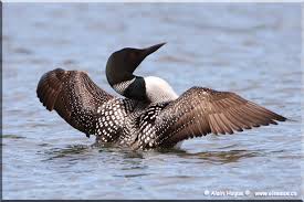 Gaviiformes Common Loon ...(2)