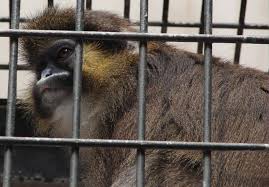 (Cercopithecus cephus)