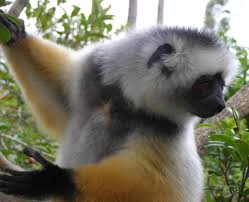 (Propithecus diadema)