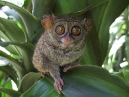 File:Tarsius tarsier Tandurusa