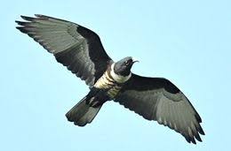 Baza (Aviceda leuphotes)