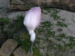 File:Platalea ajaja.jpg