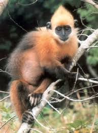 (Trachypithecus