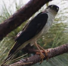 names: Accipiter striatus