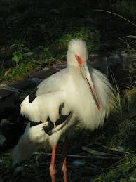 File:Ciconia maguari.jpeg