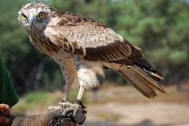 Taxobox name = Snake-eagles