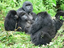 gorillas (Gorilla beringei