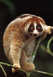 Nycticebus coucang
