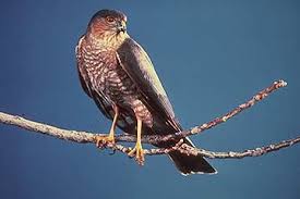 ACCIPITER STRIATUS