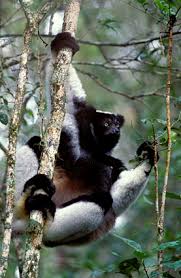 Indri, Indri indri, Largest